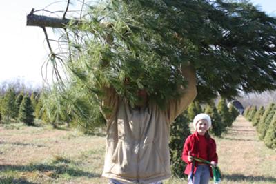 Carry Christmas Tree 