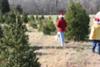 Search for Christmas Tree 